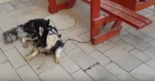 Lost Husky Is Reunited With Owner After Singing Along To His Favourite Song