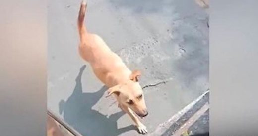 Stray Dog Desperately Chases After Bus