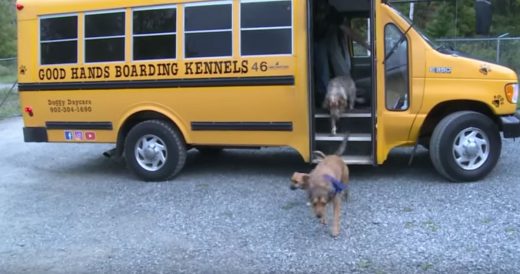 Doggies Board School Bus To “Daycare”