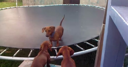 Dachshund Jumps On Trampoline While His Friends Cheer Him On