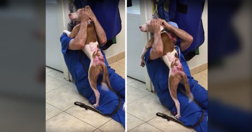 Rescued Dog Comes Back To Thank Doctor With Wags And Kisses