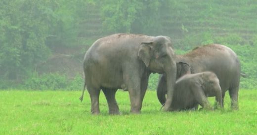 Herd Of Elephants Play In The Rain