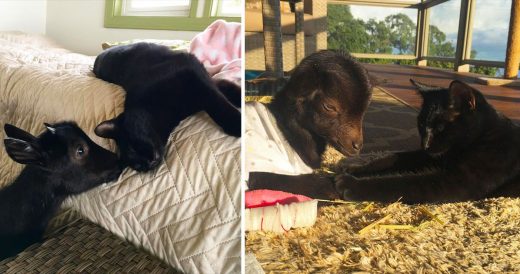 Foster Cat Teaches Baby Goat With Prosthetic Legs How To Run