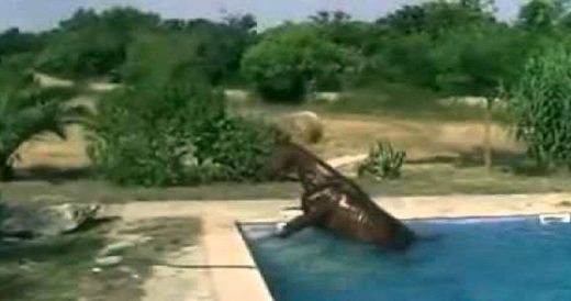 Horse Enjoys Swimming In The Pool