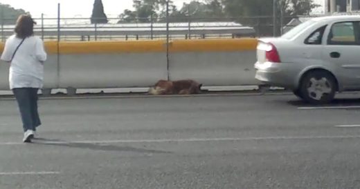 Woman Crosses Highway To Rescue Injured Dog