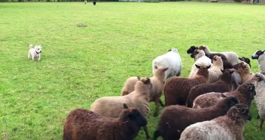 Dog’s Herding Technique Confuses Sheep