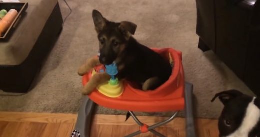 Puppy With Special Needs Uses Baby Walker While He Eats