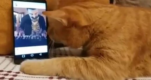 Blind Cat Cuddles Phone When He Hears His Favourite Song