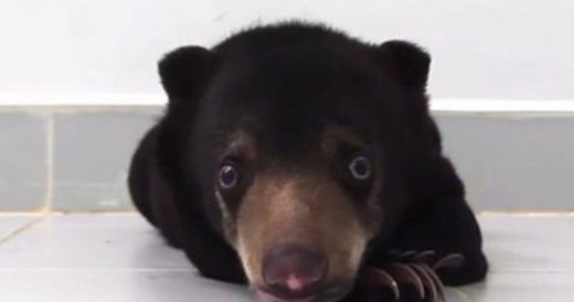 Rescued Baby Sun Bear Learns To Walk Again