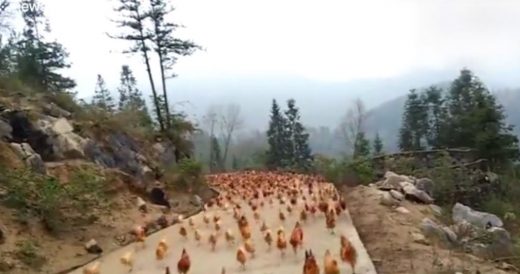 Farmer Uses Whistle To Call Out To Hundreds Of Chickens