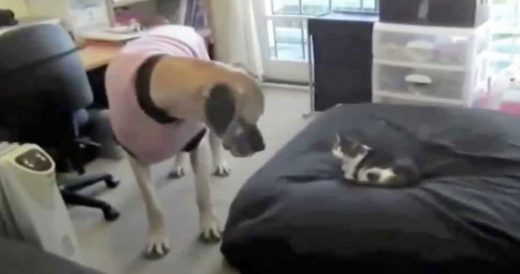 Compilation Of Cats Stealing Dogs’ Cozy Beds