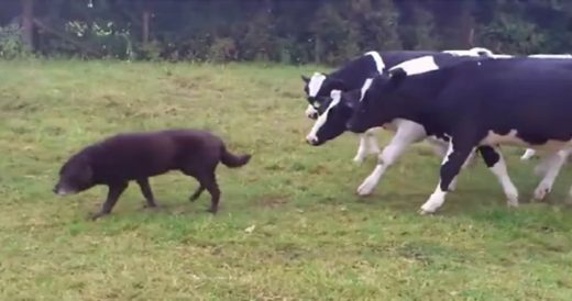 Curious Cows Follow Dog Everywhere He Goes