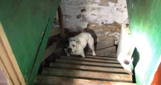 New Homeowner Rescues Dog Chained In Basement