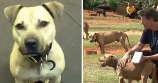 Abused Pit Bull Receives His First Treat From Rescuer. The Moment Is Melting Eve...