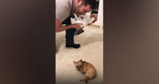 Tiny Chihuahua Meets Newborn Baby