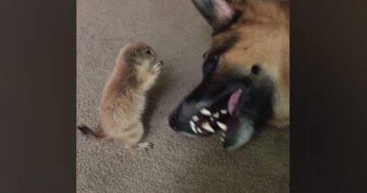 Prairie Dog And Alsatian Become Best Buds