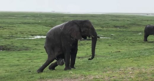 Herd Of Elephants Circle Mother And Newborn Calf