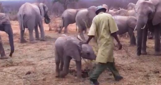 Parade Of Wounded Elephants Seek Help At Sanctuary