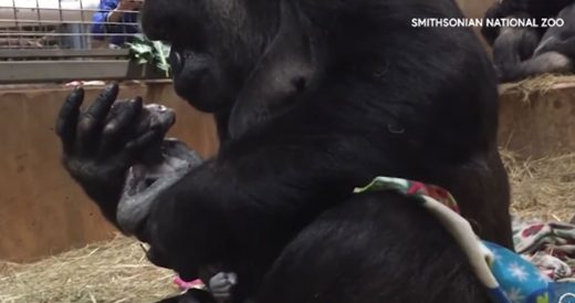 Gorilla Lovingly Cradles Her Newborn Baby