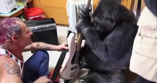 Koko The Gorilla Plays Guitar For Red Hot Chili Peppers’ Rockstar