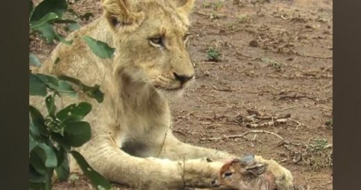 Lioness Cares For Motherless Baby Antelope