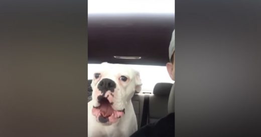 Pup Argues With Owner About Leaving The Dog Park Early