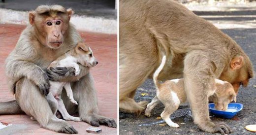 Street Monkey’s Motherly Instincts Kick In When She Sees Stray Dog In Need Of ...