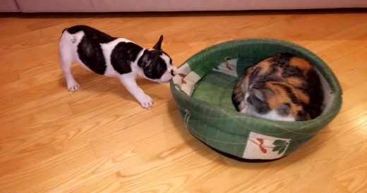 Puppy Tries To Steal Back His Bed From Cat