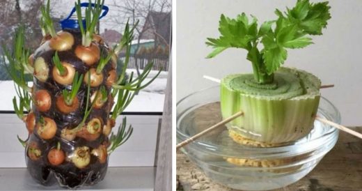 20 Plants That Can Regrow At Home