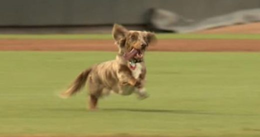 Runaway Dachshund Crashes Ball Game