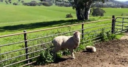 Tiny Fluffy Dog Tries To Round Up Sheep