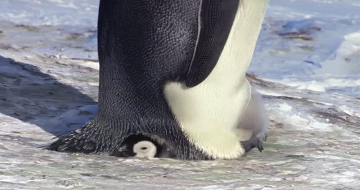 Baby Penguin Has Outgrown Warm Pouch But Doesn’t Want To Leave