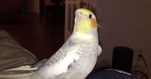 Cockatiel Sings Ringtone Impression When He’s Sad