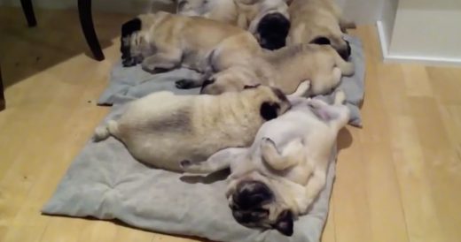 6 Baby Pugs Cuddle Up To One Another