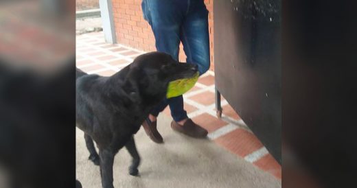 Smart Dog Uses Leaf As Currency To Get Treats