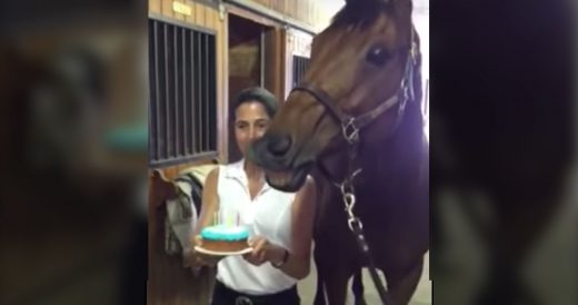 Horse Blows Out Birthday Cake Candles