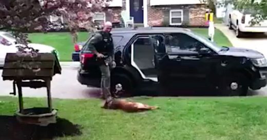 Adorable K9 Officer Is Too Lazy To Get In Car