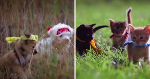 Kittens In Capes And Puppies In Bandanas Fly In Slo-Mo