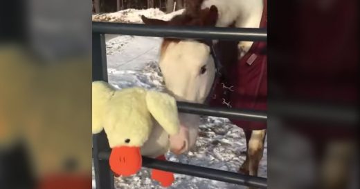 Horse Enjoys Playing With His New Duck Stuffed Toy