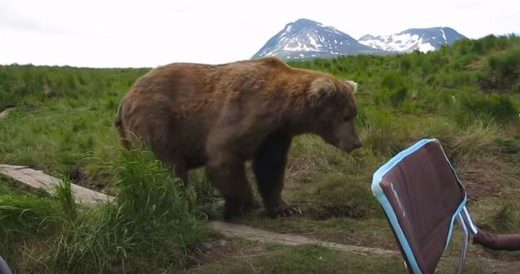 Bear Comes Over To Sit Next To Photographer