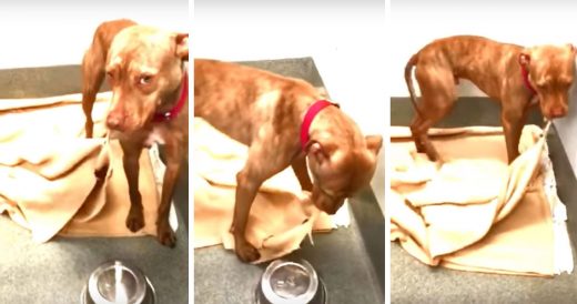 Homeless Dog Makes Bed Every Morning