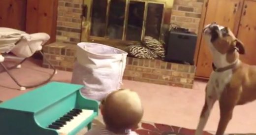 Baby Girl Plays Mini Piano And Boxer Sings Along