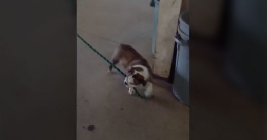 Bossy Bulldog Convinces Horse To Follow His Lead