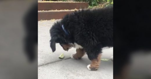 Puppy Totally Freaks Out When He Comes Across A Piece Of Fruit