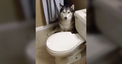 Fussy Husky Refuses To Take A Bath And Argues With Mom