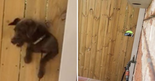 Tiny Dog Escapes Fenced Yard By Squishing Through Hole