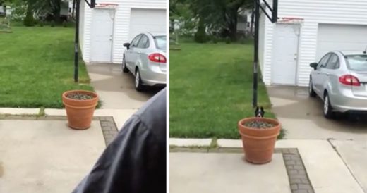 Sneaky Dog Attempts To Stay Outdoors By Hiding Behind Flower Pot