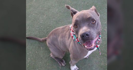 Employees Help Sweet Dog Who Has 400+ Day Streak At Animal Shelter