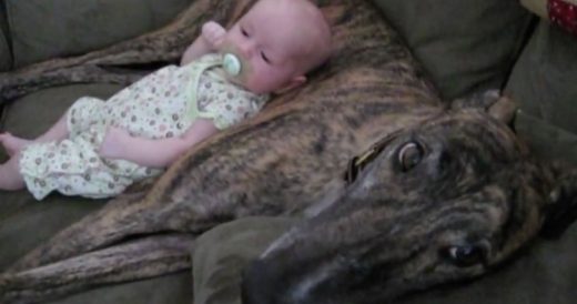 Dog Deliberately Starts To Pant And Helps “Rock” The Baby