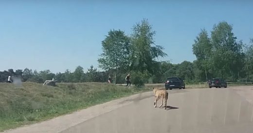 Cheetahs Chase After Family Who Left Their Car To Get A Closer Look